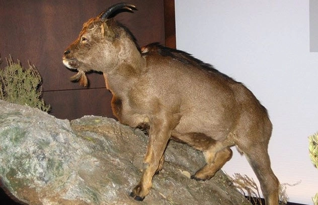 They Actually Existed! Top 10 Prehistoric Creatures with Adaptations That Defy Logic