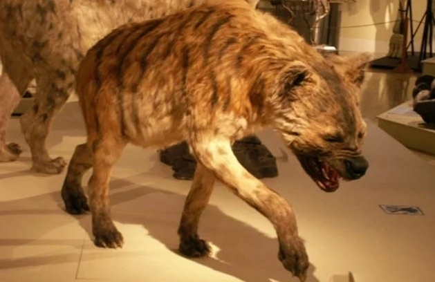 They Actually Existed! Top 10 Prehistoric Creatures with Adaptations That Defy Logic